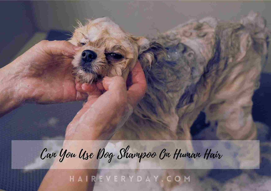 Can You Use Dog Shampoo On Human Hair